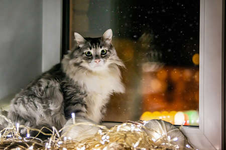 gray fat fluffy cat sits on the windowsill next to a garland on the background of the snow going down in the eveningの写真素材