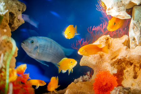 Golden bright aquarium fish swim against the background of corals and algaeの写真素材