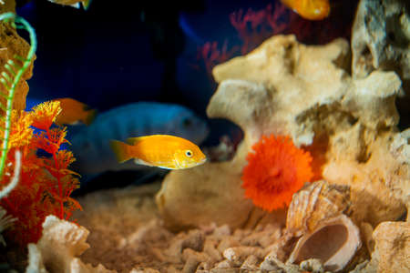 Golden bright aquarium fish swim against the background of corals and algae