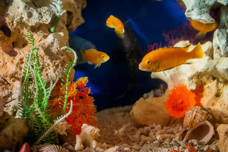 Golden bright aquarium fish swim against the background of corals and algaeの写真素材