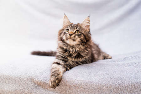 Maine Coon tabby kitten lies on a light fluffy blanketの写真素材