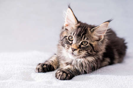 Maine Coon tabby kitten lies on a light fluffy blanketの写真素材