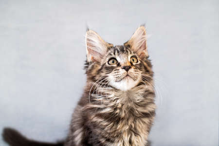 Maine Coon tabby kitten lies on a light fluffy blanketの写真素材