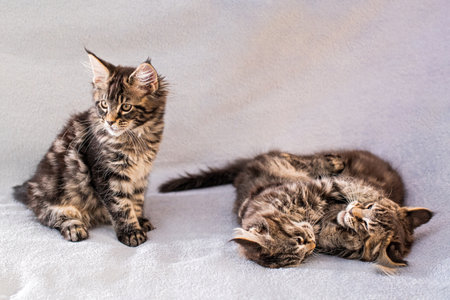 Mainecoon family one kitten sits and two kittens play on a light fluffy blanketの写真素材