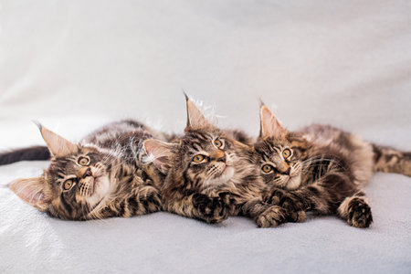 Mainecoon family three kittens lie on a light fluffy blanketの写真素材