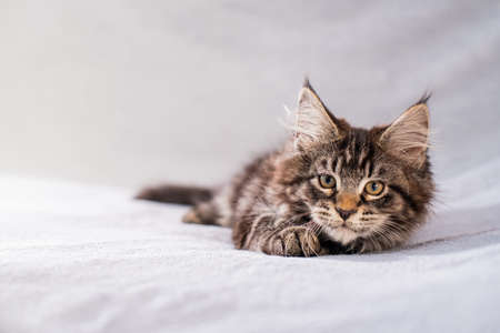 Maine Coon tabby kitten lies on a light fluffy blanketの写真素材