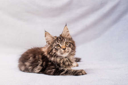 Maine Coon tabby kitten lies on a light fluffy blanketの写真素材