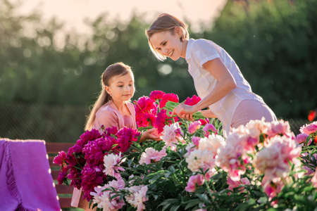 Mom and daughter in a linen pink dress take care of peonies in the garden at the cottage, water the flowers. He perfectly smiles and laughs. Illuminated by the rays of the evening setting sun.の写真素材