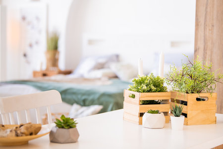 Houseplants in decorative boxes on the background of a modern clean interior, place for your textの写真素材