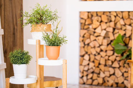 Houseplants in decorative boxes on the background of a modern clean interior, place for your textの写真素材