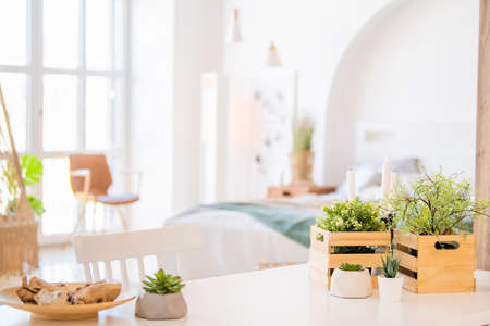 Houseplants in decorative boxes on the background of a modern clean interior, place for your text