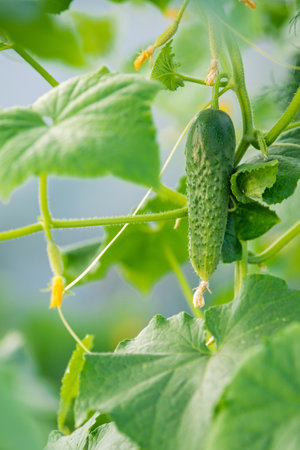 Small thorny cucumbers grow on a branch in a greenhouse. Surrounded by leaves, the flower is preserved.の写真素材