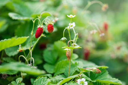 Forest strawberries grow on a bed, bokeh from small splashes of water, bannerの写真素材