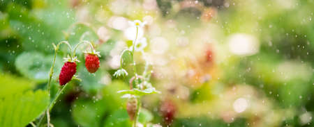 Forest strawberries grow on a bed, bokeh from small splashes of water, bannerの写真素材