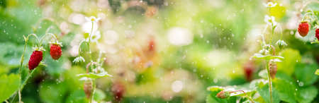 Forest strawberries grow on a bed, bokeh from small splashes of water, bannerの写真素材