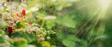 Forest strawberries grow on a bed, bokeh from small splashes of water, bannerの写真素材