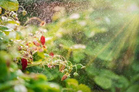 Forest strawberries grow on a bed, bokeh from small splashes of water, bannerの写真素材
