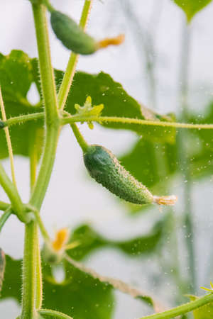 Small thorny cucumbers grow on a branch in a greenhouse. Surrounded by leaves, the flower is preserved.の写真素材