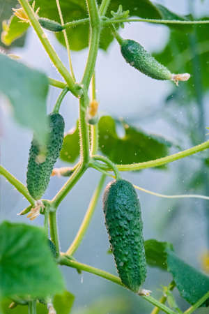 Small thorny cucumbers grow on a branch in a greenhouse. Surrounded by leaves, the flower is preserved.の写真素材