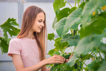 A beautiful slender girl collects cucumbers in the summer in a greenhouse. Eats cucumber. Harvesting in the vegetable garden in summerの写真素材