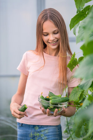 A beautiful slender girl collects cucumbers in the summer in a greenhouse. Eats cucumber. Harvesting in the vegetable garden in summerの写真素材
