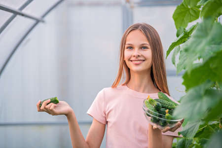A beautiful slender girl collects cucumbers in the summer in a greenhouse. Eats cucumber. Harvesting in the vegetable garden in summerの写真素材