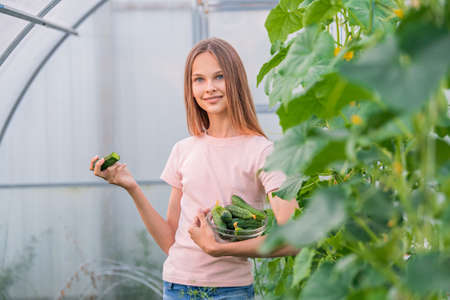 A beautiful slender girl collects cucumbers in the summer in a greenhouse. Eats cucumber. Harvesting in the vegetable garden in summerの写真素材