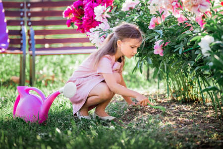 girl in a linen dress caring for peonies in the summer in the gardenの写真素材