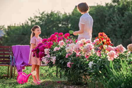 Mom and daughter in a linen pink dress take care of peonies in the garden at the cottage, water the flowers. He perfectly smiles and laughs. Illuminated by the rays of the evening setting sun.の写真素材