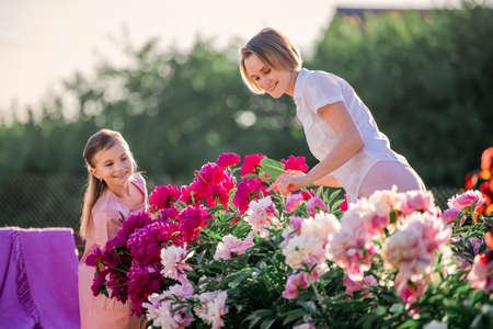 Mom and daughter in a linen pink dress take care of peonies in the garden at the cottage, water the flowers. He perfectly smiles and laughs. Illuminated by the rays of the evening setting sun.の写真素材