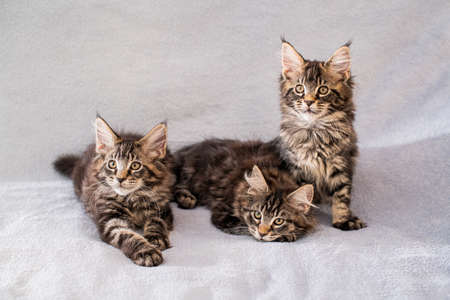 Mainecoon family three kittens lie on a light fluffy blanketの写真素材