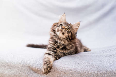 Maine Coon tabby kitten lies on a light fluffy blanketの写真素材
