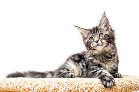 Tabby gray maine coon kitten lying on a scratching post isolated on white backgroundの写真素材