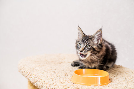 A striped gray Maine Coon kitten sits in front of a bowl of food and licks its lips with pleasure.の写真素材
