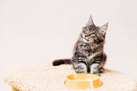 A striped gray Maine Coon kitten sits in front of a bowl of food and licks its lips with pleasure.の写真素材
