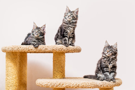 Three maine coon kittens with a long fluffy tail sitting on a scratching post against a light wallの写真素材