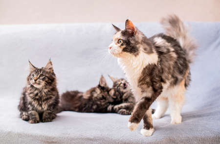Mainecoon family, mother cat walks past three kittens lying on a light fluffy blanketの写真素材