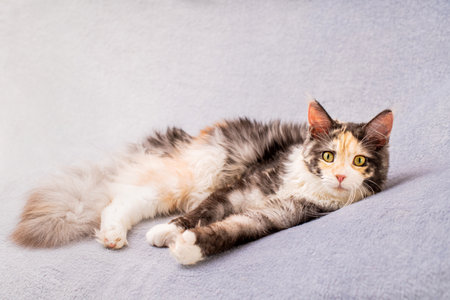 Maine Coon cat with a long fluffy tail lies on a light soft sofaの写真素材
