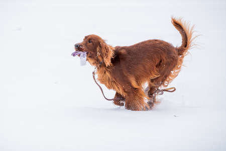 Irish Red Setter dog playing on a leash on a winter walkの写真素材