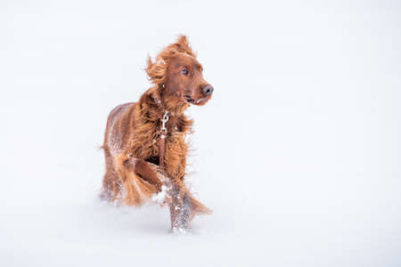 Irish Red Setter dog playing on a leash on a winter walkの写真素材