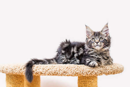 Maine Coon kitten with a long fluffy tail sitting on a scratching post against a light wallの写真素材