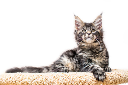 Tabby gray maine coon kitten lying on a scratching post isolated on white backgroundの写真素材