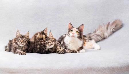 Mainecoon family mom cat and three kittens lie on a light fluffy blanketの写真素材