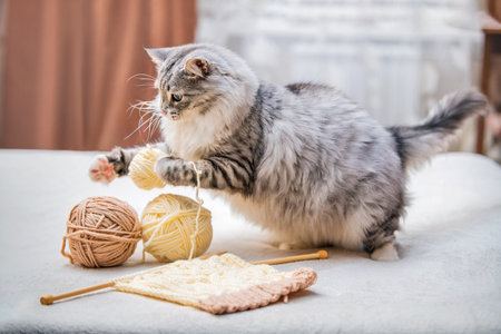Fluffy cute gray cat plays fun with balls of yarn tangled threads, jumpsの写真素材
