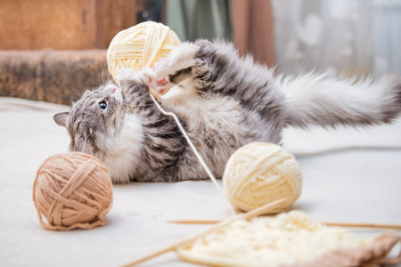 Fluffy cute gray cat plays cheerfully with balls of yarn scratches with hind paws lying on his back tangled threadsの写真素材