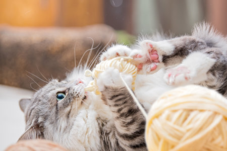 Fluffy cute gray cat plays cheerfully with balls of yarn scratches with hind paws lying on his back tangled threadsの写真素材