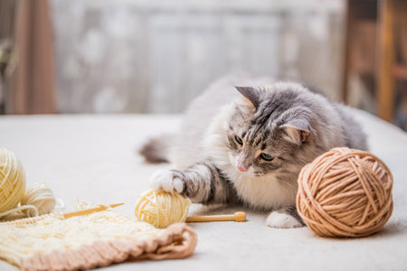 Fluffy cute gray cat plays fun with balls of yarn tangled threads, hunts for a skeinの写真素材
