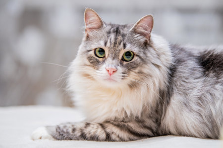 Portrait of fluffy cute gray cat lying on the sofaの写真素材