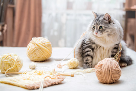 Fluffy cute gray cat plays fun with balls of yarn tangled threads, lies among the skeinsの写真素材