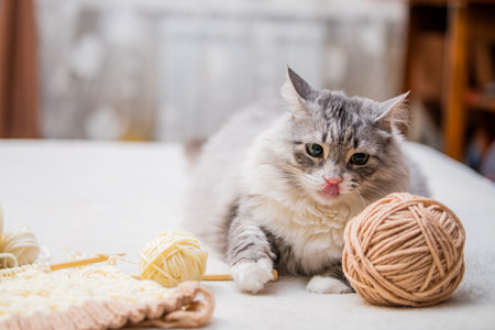 Fluffy cute gray cat lies among skeins of yarn and licks its lipsの写真素材